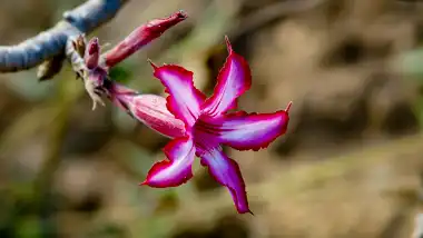 Blue Goose Bush Retreat