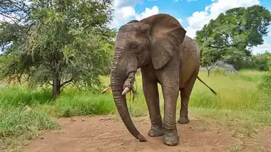 Tswale Educational Elephant Interactions