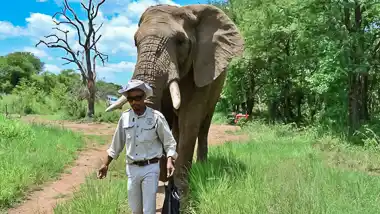 Tswale Educational Elephant Interactions